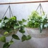 Abari Round Hanging Planter -furniture Sales Store nkuku abari round hanging planter 5790855561314