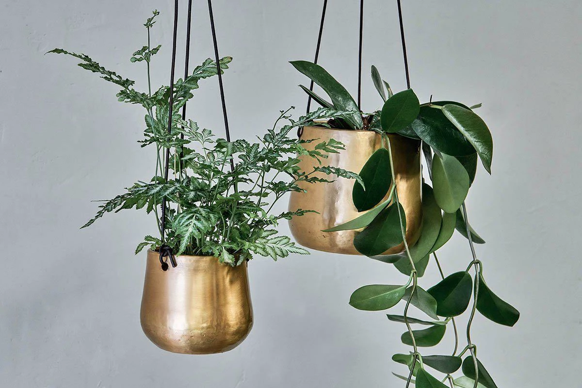 Atsu Brass Hanging Planter 3 Atsu Brass Hanging Planter