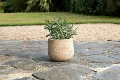 Zadie Etched Ceramic Planter - Neutral - Small